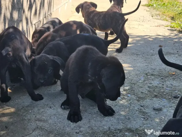 Vând catei cane corso