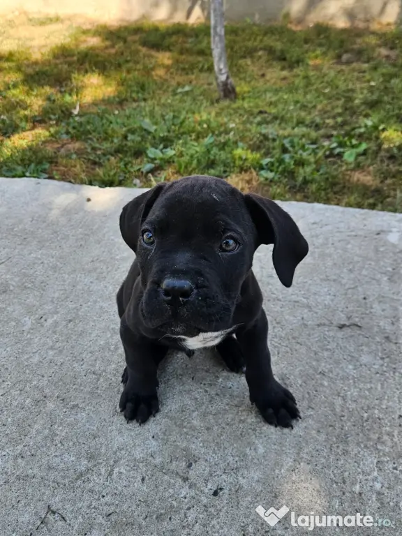 Vând catei cane corso