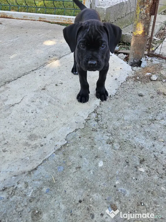 Vând catei cane corso