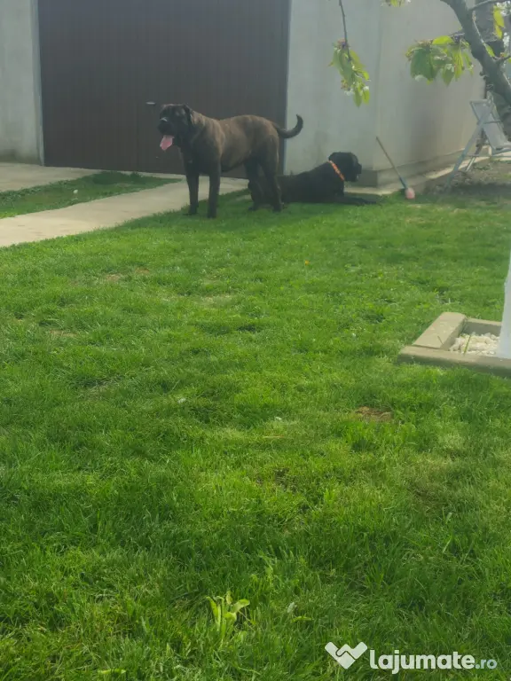 Vând catei cane corso