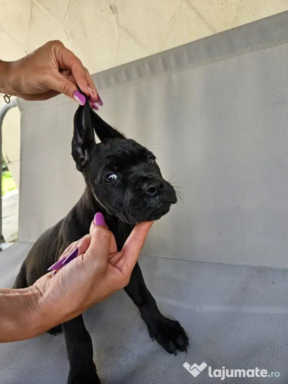 Dezmembrez Renault mascott