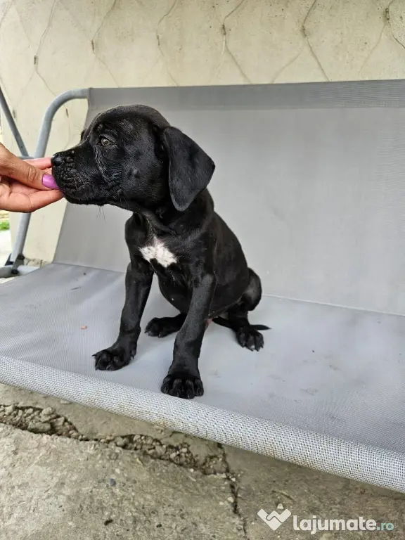 Dezmembrez Renault mascott