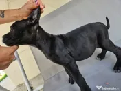 vând catelusa cane corso