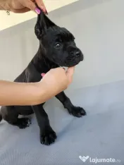 vând catelusa cane corso