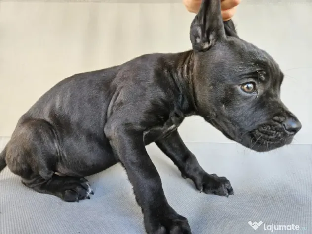 vând catelusa cane corso