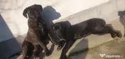 vând catelusa cane corso