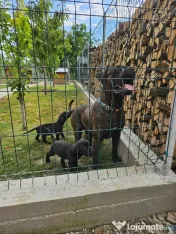 vând catelusa cane corso