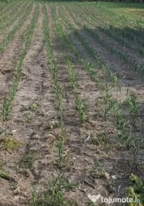 Teren agricol , 6500 mp ,Extravilan
