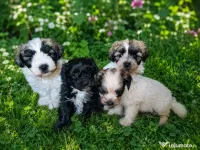 Bichon maltez