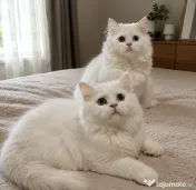 Ocazie! British longhair white