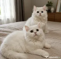 Ocazie! British longhair white