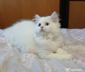 Ocazie! British longhair white