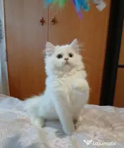 Ocazie! British longhair white