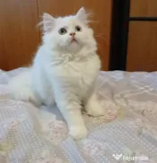 Ocazie! British longhair white