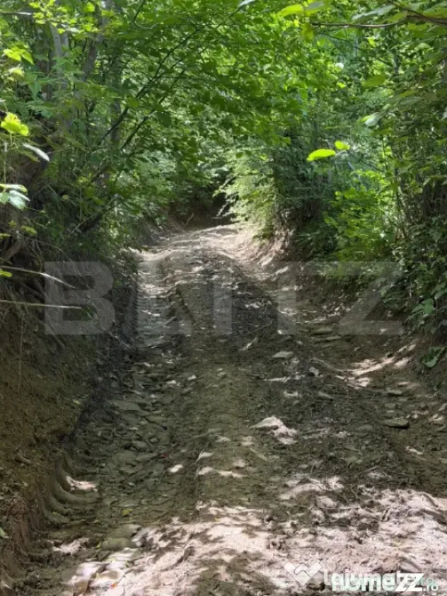 Teren extravilan 5049 mp, Vama, Bucovina - Suceava (Suceava)