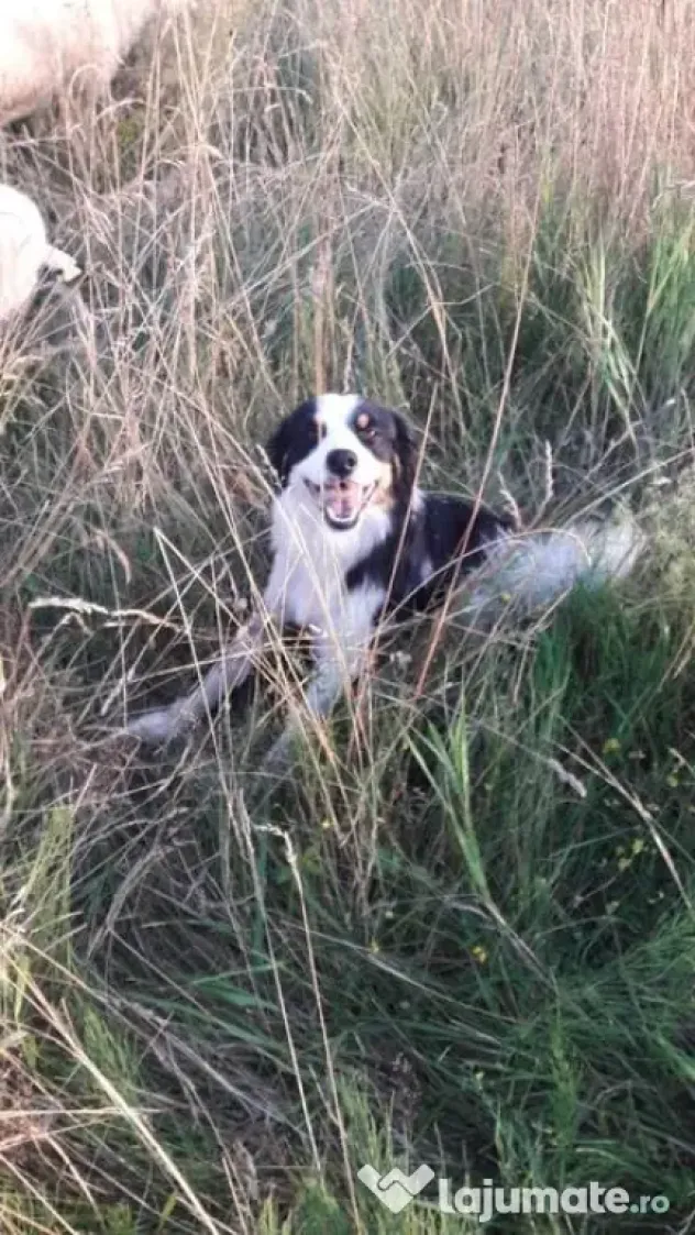 Border Collie tricolor