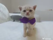 Pisic british shorthair crem