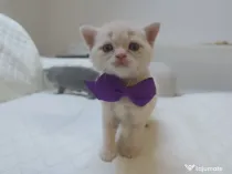 Pisic british shorthair crem