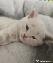 Pisic british shorthair crem