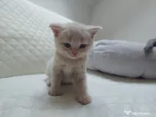 Pisic british shorthair crem