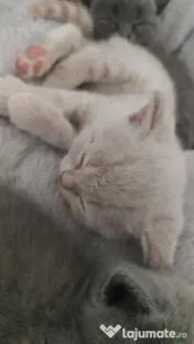 Pisic british shorthair crem