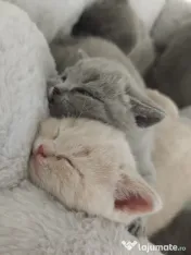 Pisic british shorthair crem