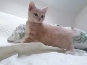 Pisic british shorthair crem