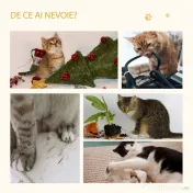 PawHut Căsuță Elegantă pentru Pisici, Design Modern Stejar și Alb, 35x35x81cm | Aosom Romania