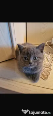 Pisicut British Shorthair 