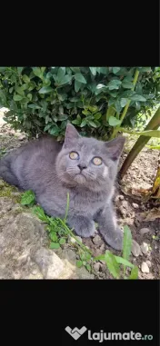 Pisicut British Shorthair 