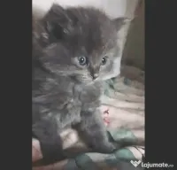 Dulcinel, printul albastru irezistibil , cauta casuta fermecata