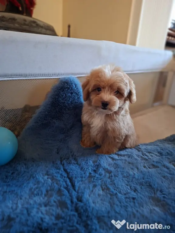 Pui rasa Maltipoo mascul
