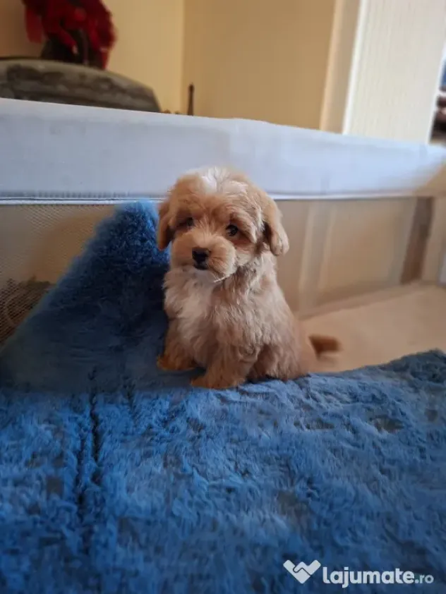 Pui rasa Maltipoo mascul