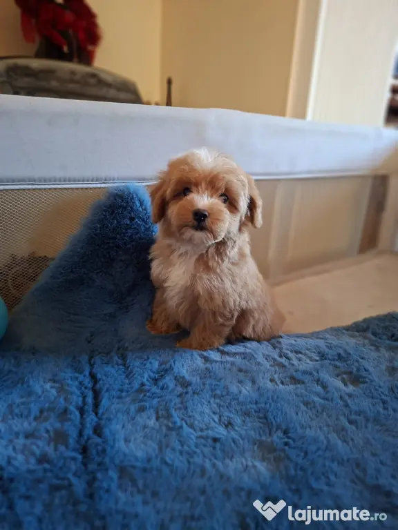 Pui rasa Maltipoo mascul