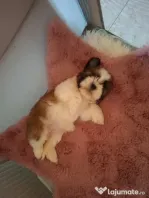 Pui rasa Shih Tzu disponibili