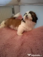 Pui rasa Shih Tzu disponibili 