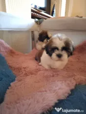 Pui rasa Shih Tzu disponibili 