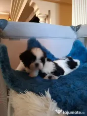 Pui rasa Shih Tzu disponibili 
