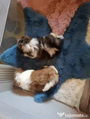 Pui rasa Shih Tzu disponibili 