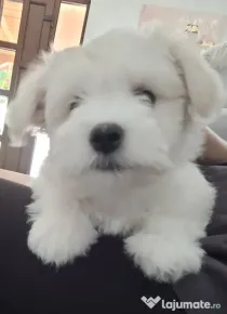 Bichon maltez pui