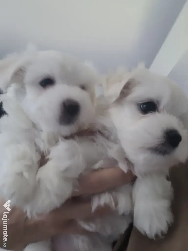 Bichon maltez pui