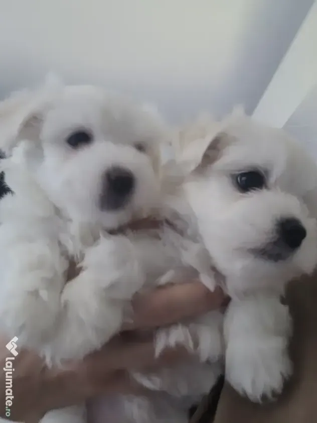 Bichon maltez pui