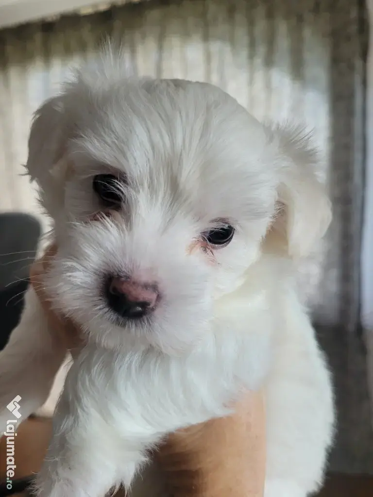 Bichon maltez pui