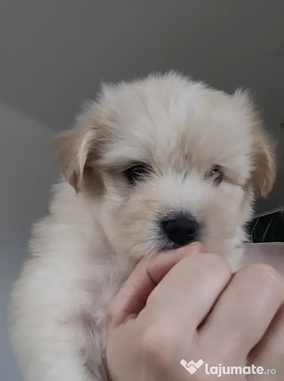 Bichon maltez pui