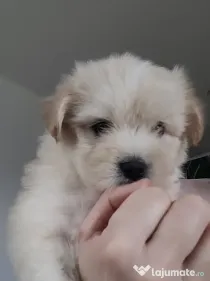 Bichon maltez pui