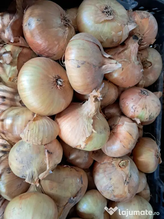 Ceapă românească naturală,de vânzare