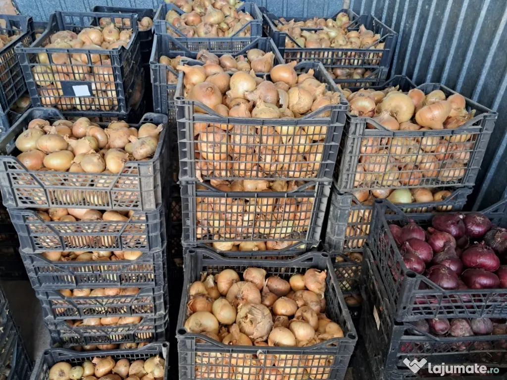 Ceapă românească naturală,de vânzare