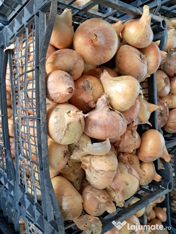 Ceapă românească naturală,de vânzare