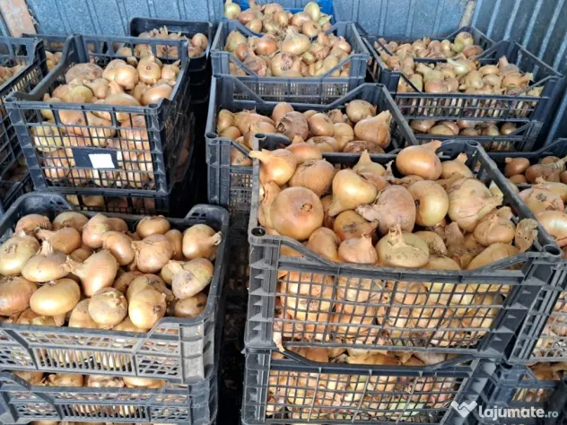 Ceapă românească naturală,de vânzare
