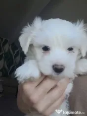 Bichon maltez pui